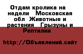 Отдам кролика на 2 недели - Московская обл. Животные и растения » Грызуны и Рептилии   
